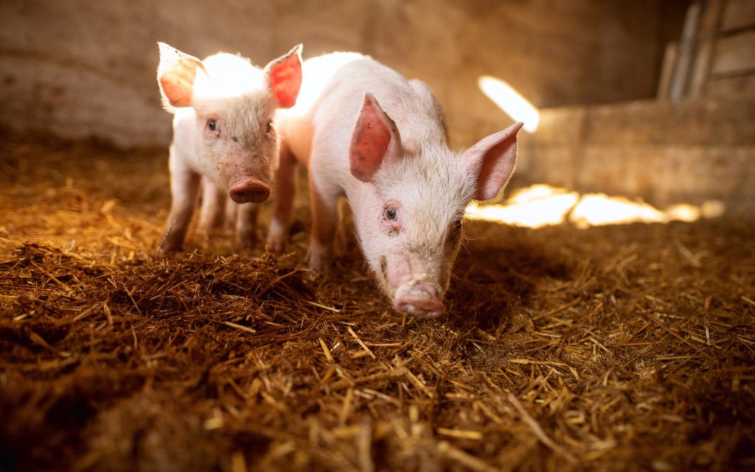 Estrés calórico en cerdos y su efecto en la producción