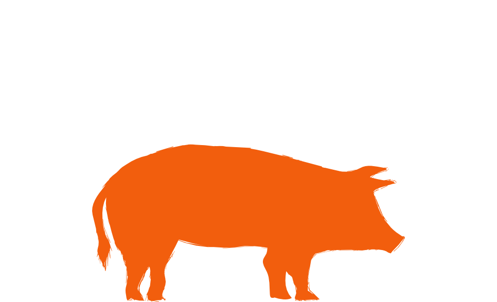 Aapsa animales granja cerdo